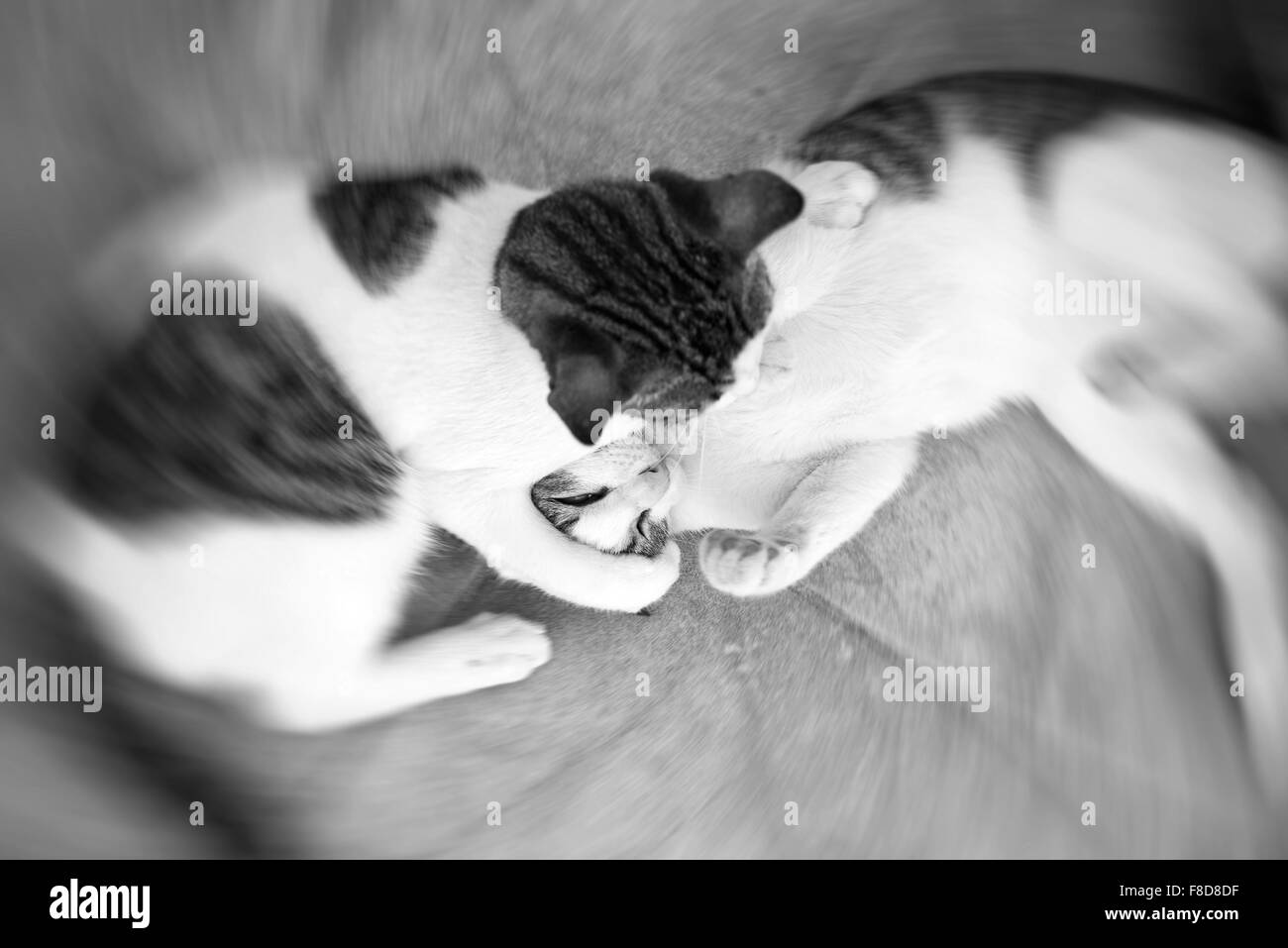 Due gatti combattimenti o la riproduzione sulla strada. Foto Stock