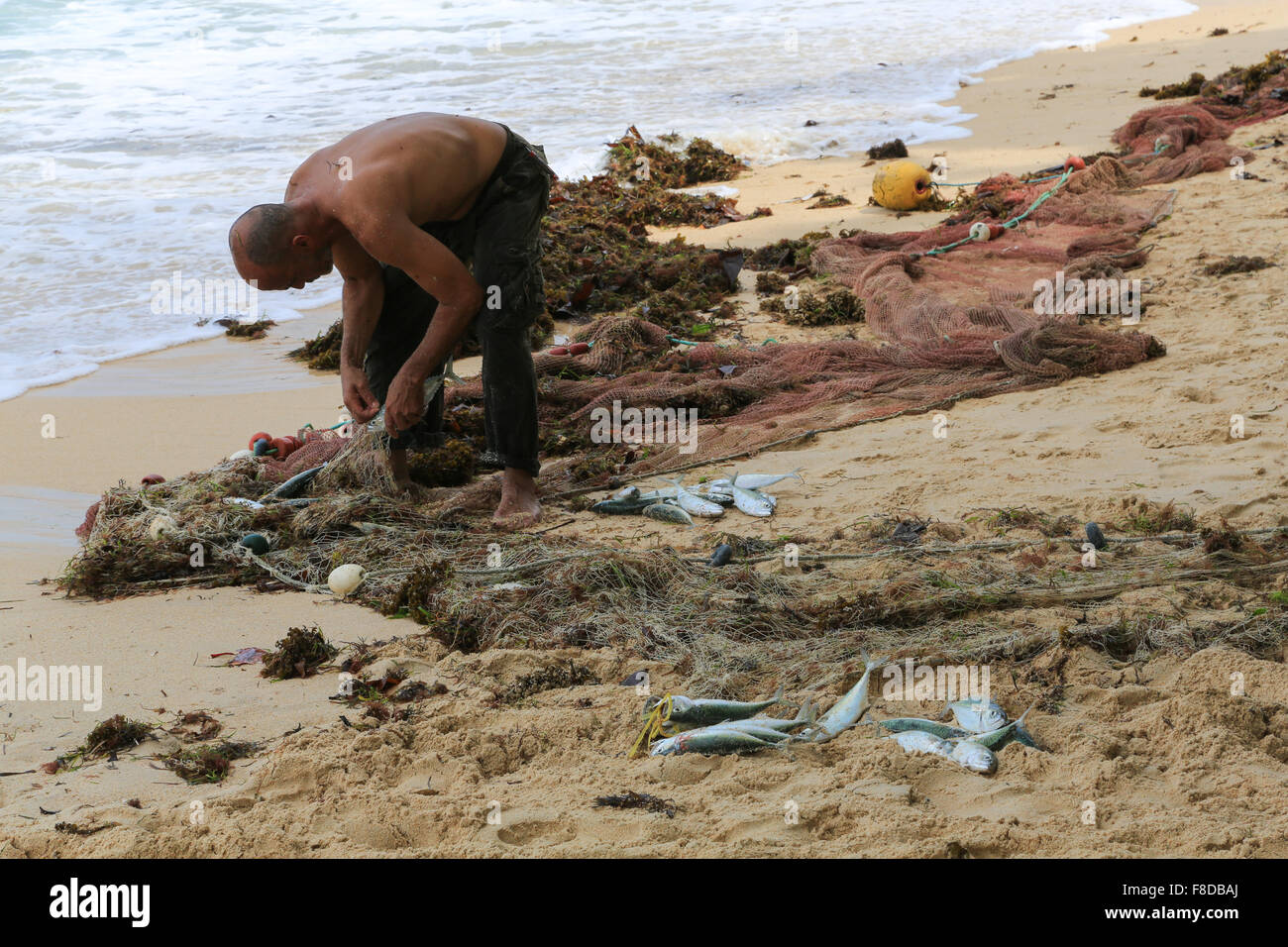 Un pescatore raccoglie i suoi di catture di sgombri da net a pesca di Beau Vallon Beach, Mahe, Seychelles, Oceano Indiano. Foto Stock