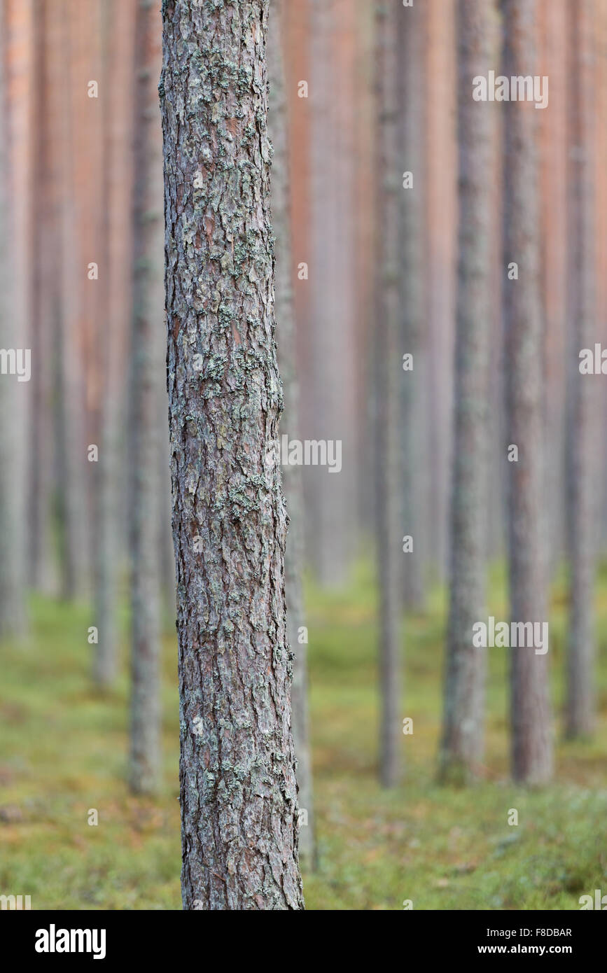Pineta in Lahemaa National Park, l'Estonia, la profondità di campo. Foto Stock