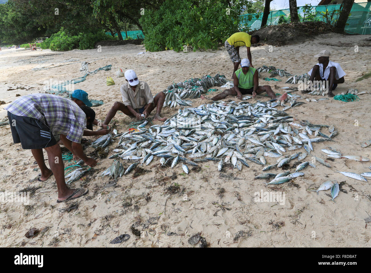 Sei pescatore legando le loro catture di sgombri in pacchetti per la vendita al Beau Vallon Beach, Mahe, Seychelles, Oceano Indiano. Foto Stock