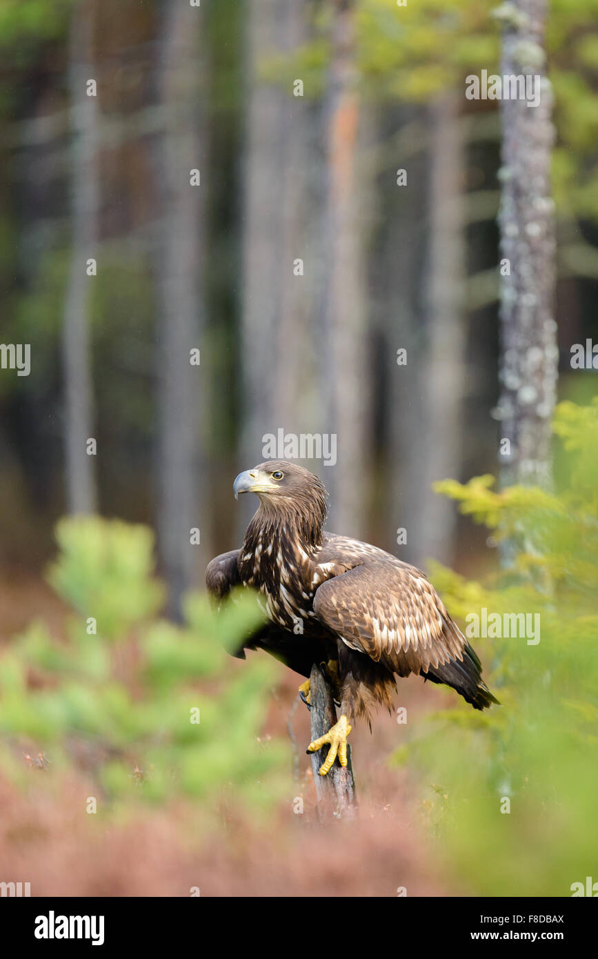 White-tailed Eagle (Haliaeetus albicilla) nell'ambiente forestale, Europa, Estonia. Foto Stock