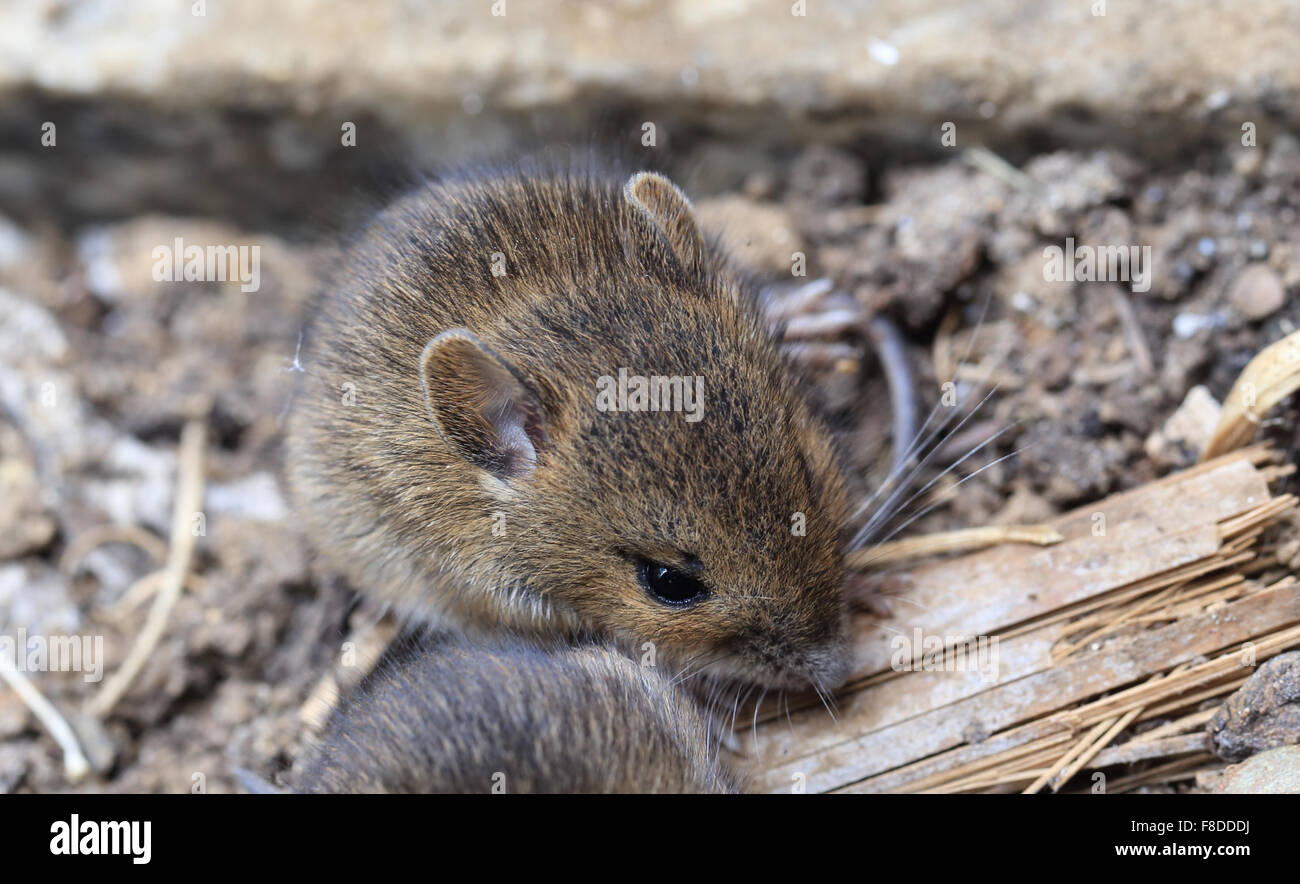 Mouse House (Mus mucculus) baby, Cornwall, Inghilterra, Regno Unito. Foto Stock