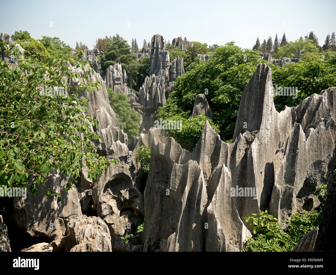 La foresta di pietra di Shilin, Kunming (Shilin), è Una formazione calcarea distinta di roccia erosa d'acqua nella contea autonoma di Shilin Yi, Yunnan, Cina Foto Stock