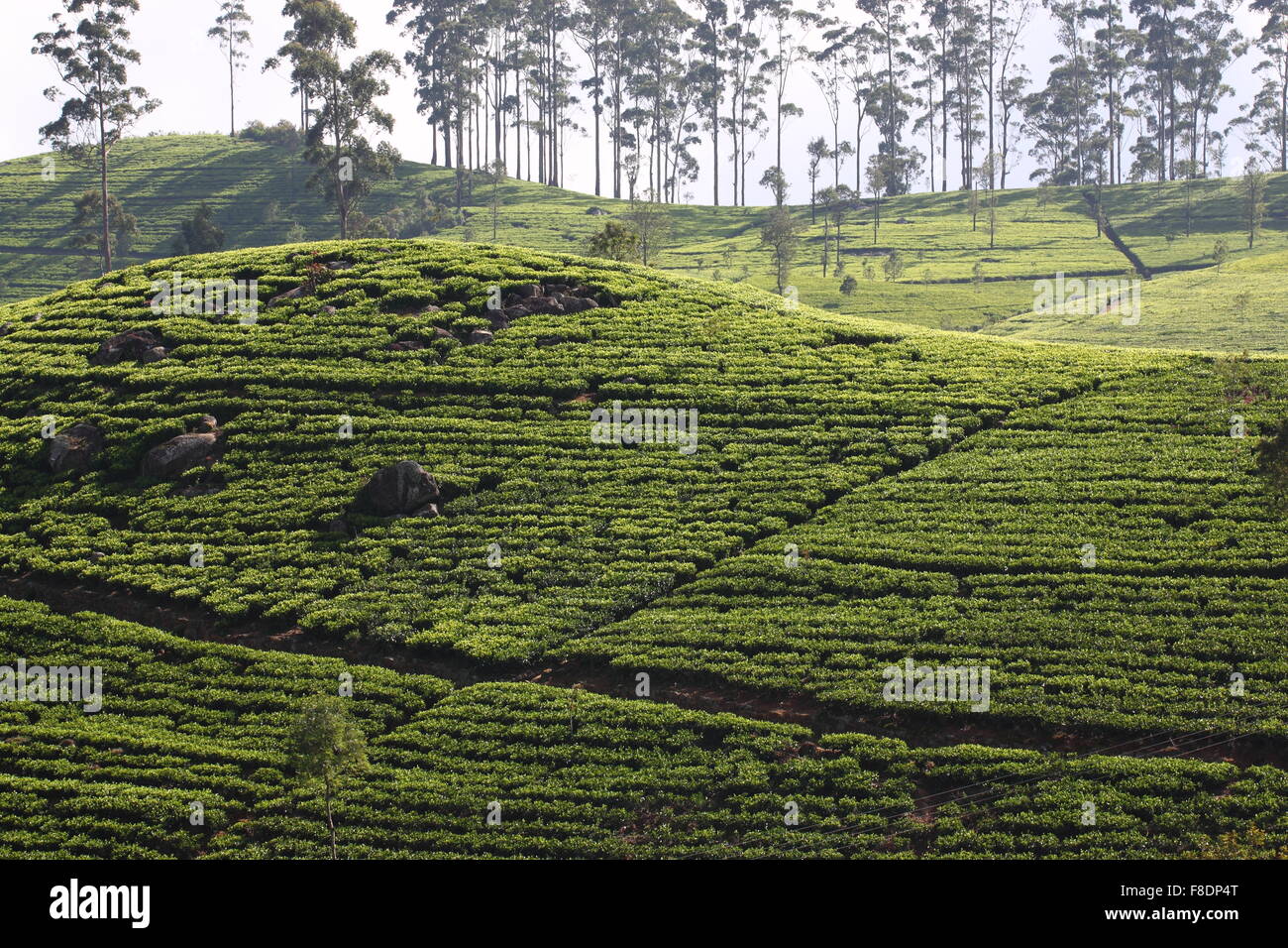 Sri Lanka, nero la piantagione di tè hill Foto Stock