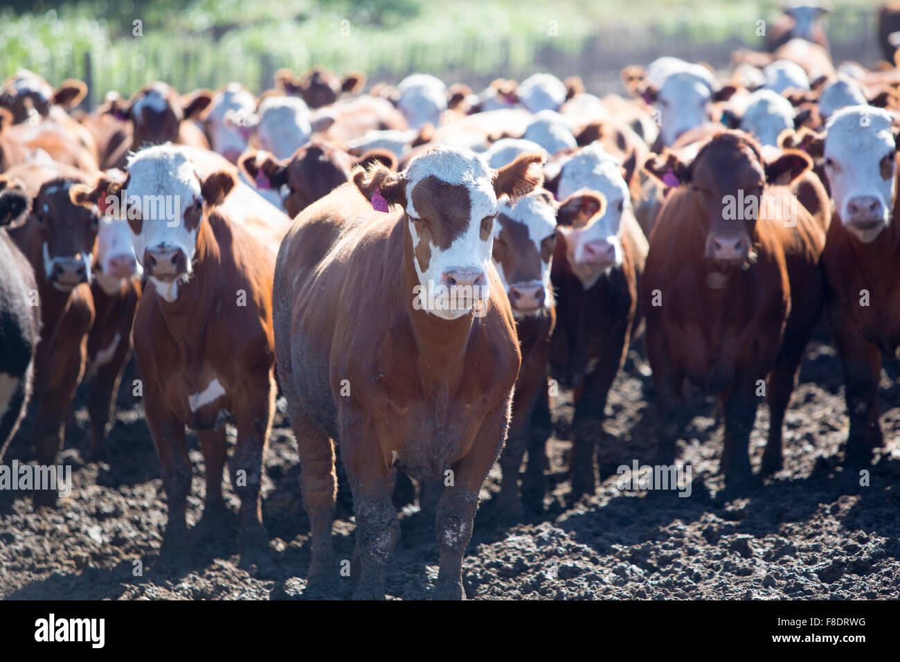 Gruppo di vacche in allevamento intensivo di animali terrestri di fattoria, Uruguay Foto Stock