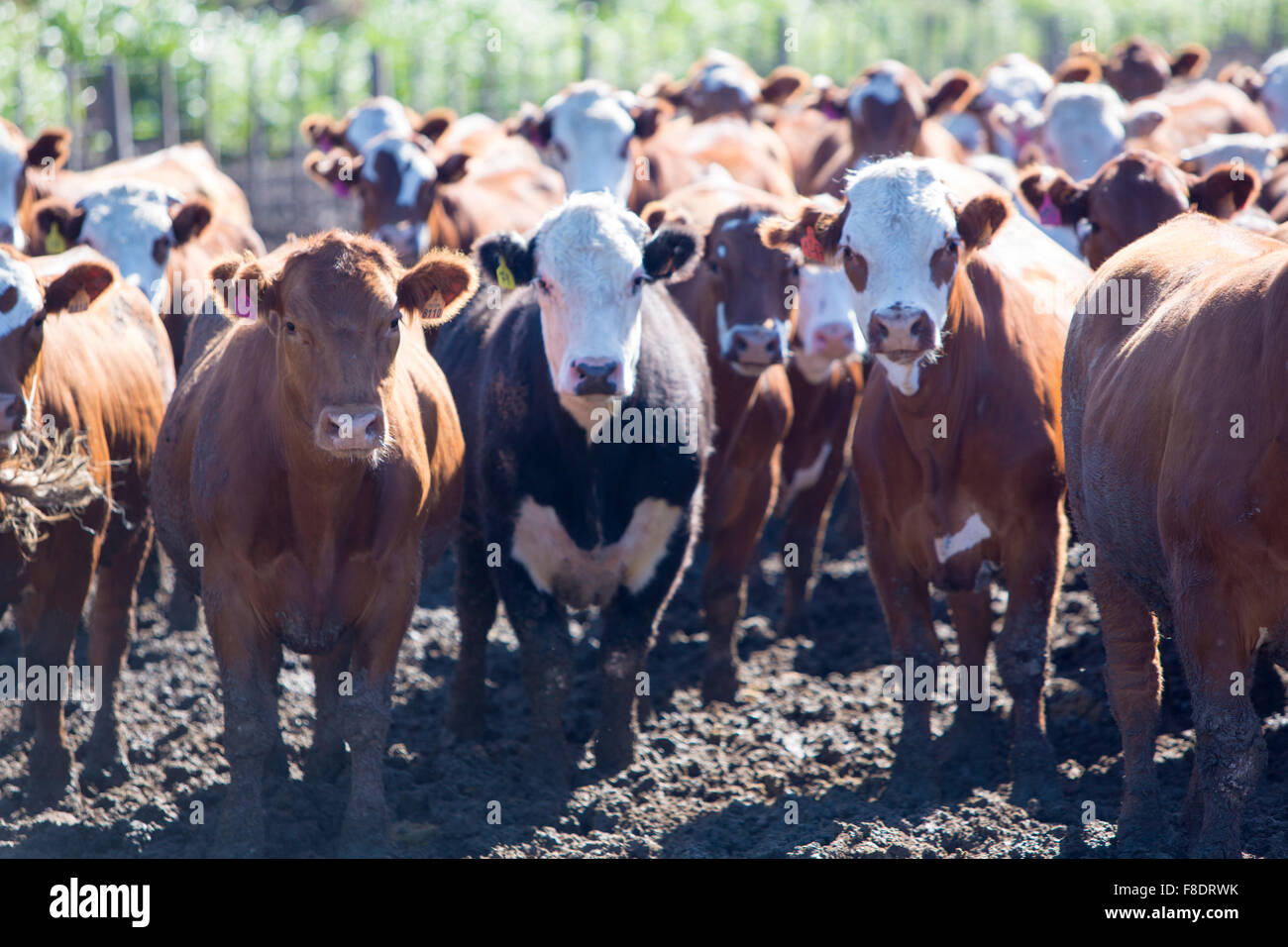Gruppo di vacche in allevamento intensivo di animali terrestri di fattoria, Uruguay Foto Stock