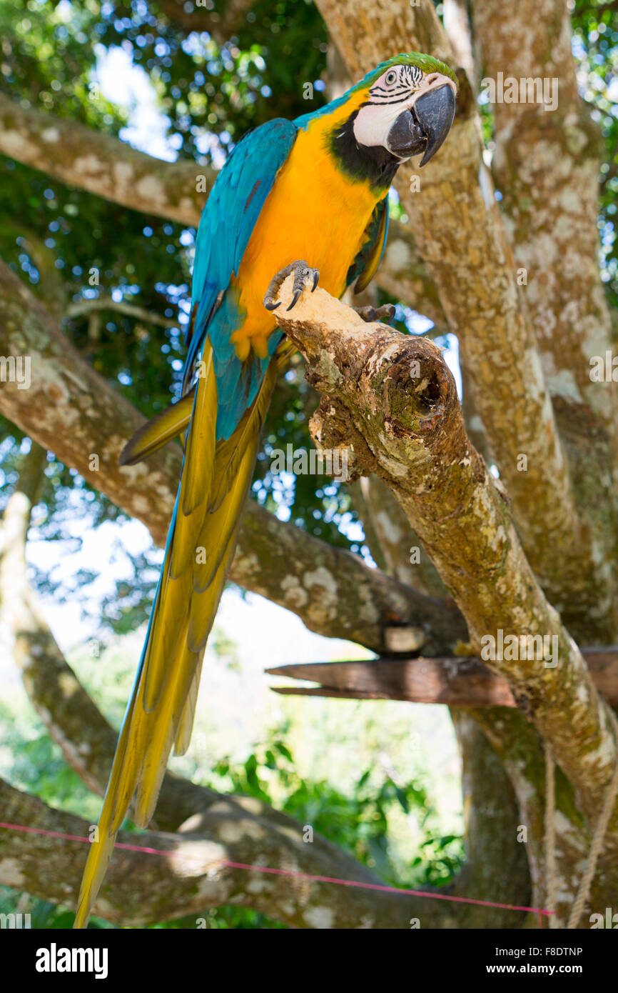 Parrot Oro Blu Macaw Foto Stock