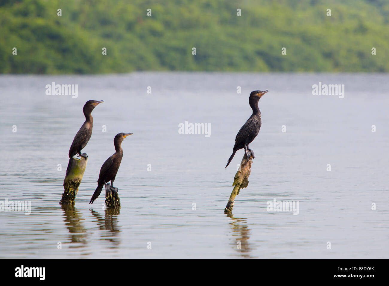 Gli uccelli si appollaia su colonne di cemento, il lago di Maracaibo, Venezuela Foto Stock
