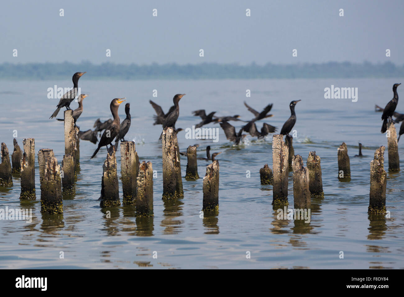 Gli uccelli si appollaia su colonne di cemento, il lago di Maracaibo, Venezuela Foto Stock