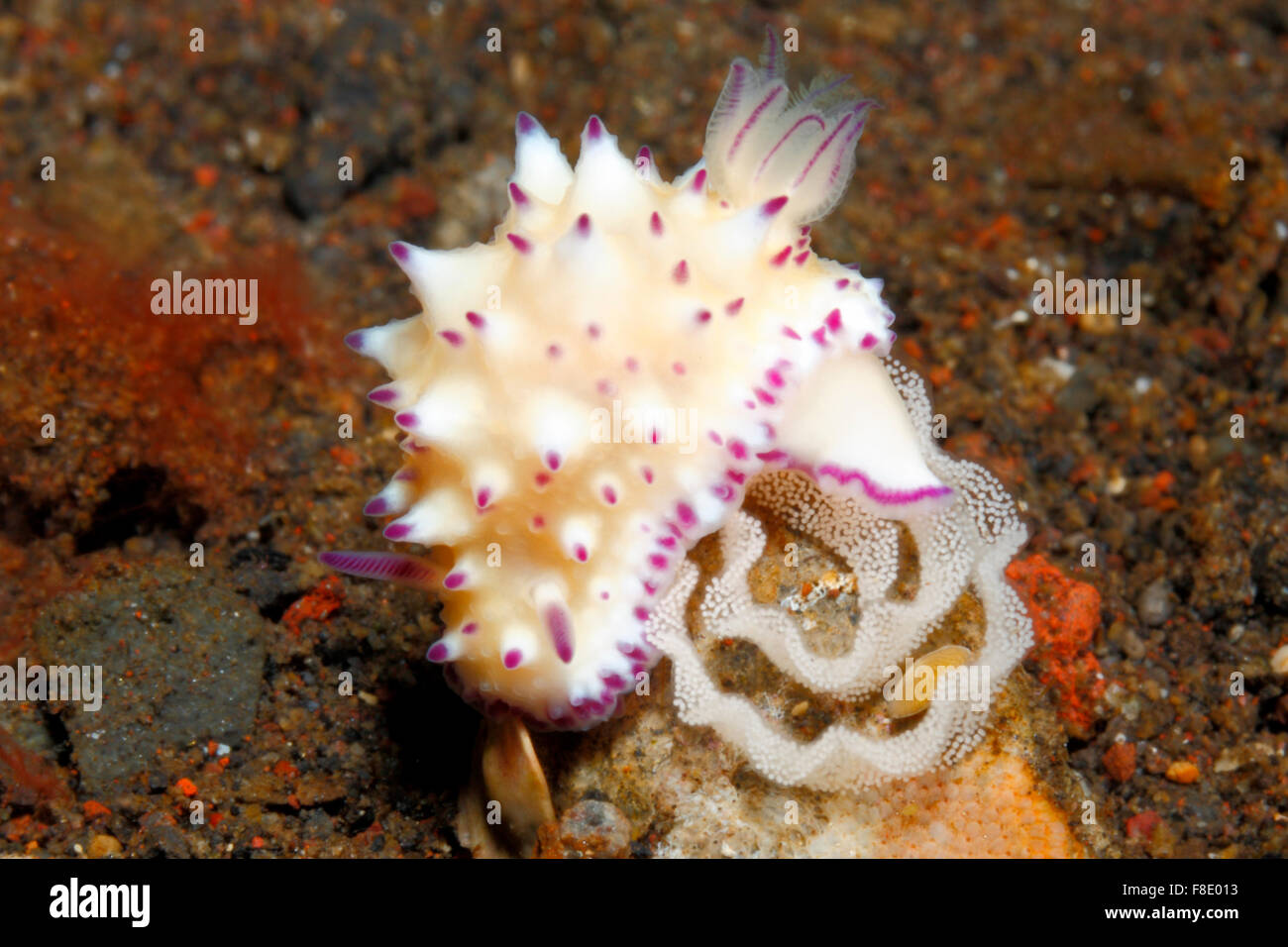 Nudibranch, Mexichromis multituberculata con anello di uovo. Tulamben, Bali, Indonesia. Mare di Bali, Oceano Indiano Foto Stock