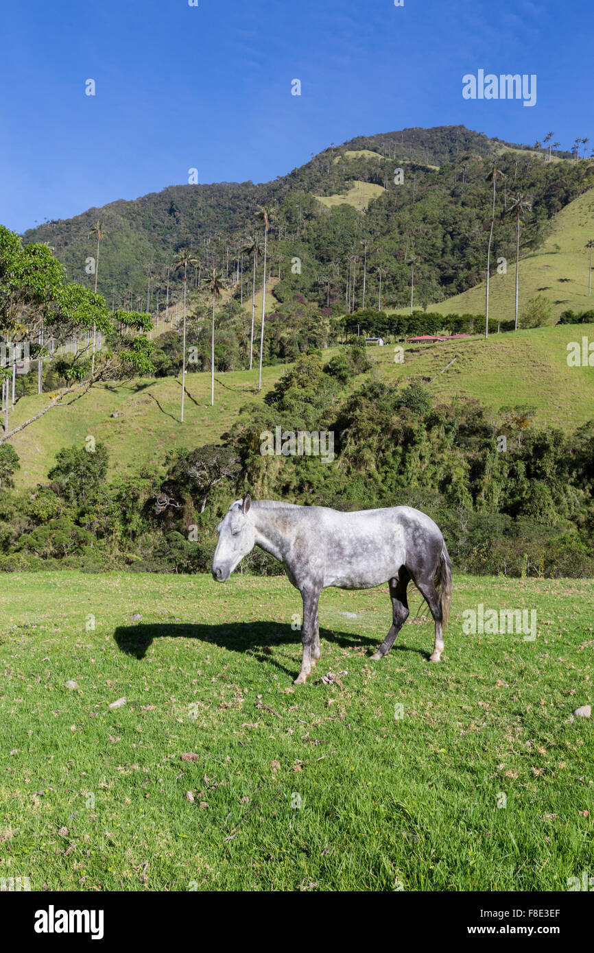 Piccolo cavallo grigio in piedi i verdi pascoli della valle Cocora con enormi palme da cera nei pressi di Salento, Colombia Foto Stock
