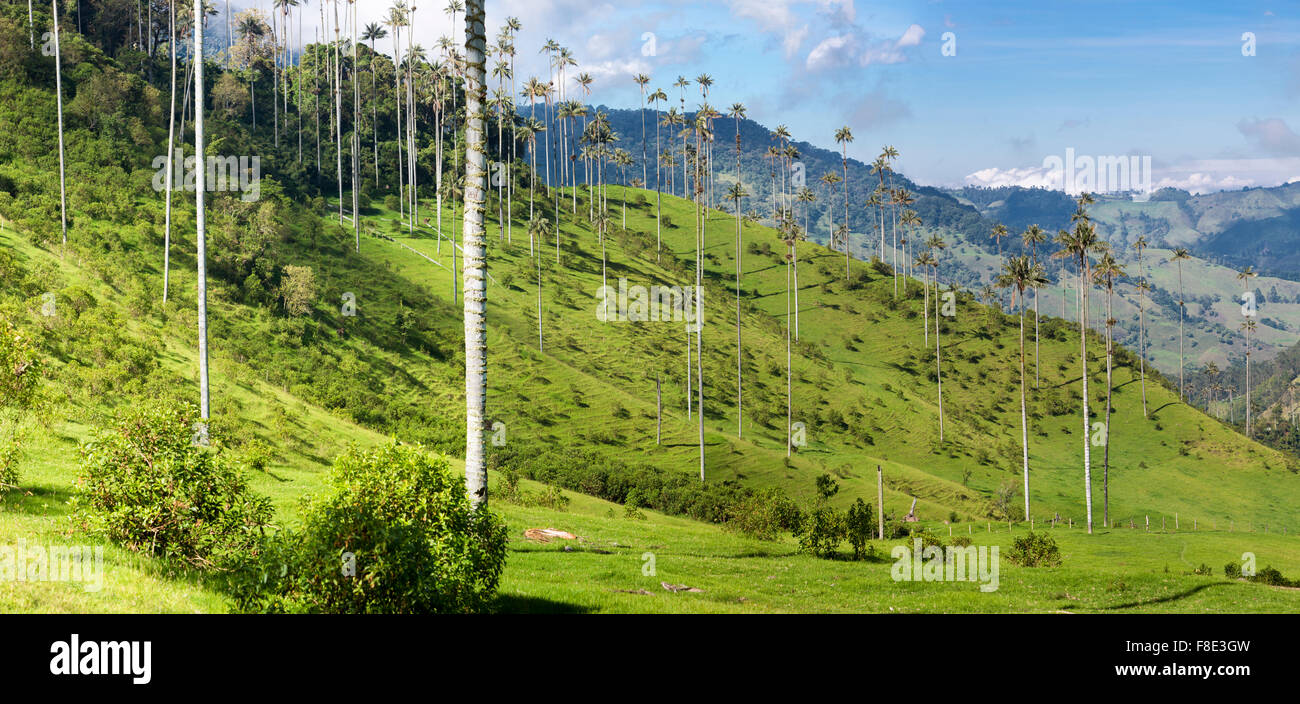 Cocora Valley vicino a Salento con incantevole paesaggio di pini ed eucalipti sovrastato dal famoso gigante di palme di cera Foto Stock