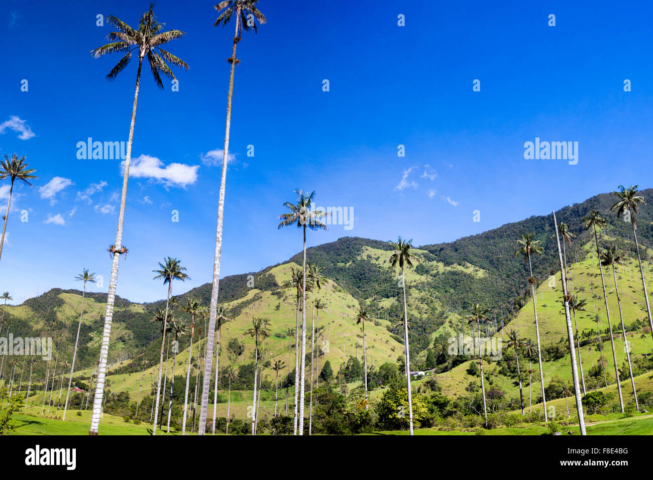 Cocora Valley vicino a Salento con incantevole paesaggio di pini ed eucalipti sovrastato dal famoso gigante di palme di cera Foto Stock