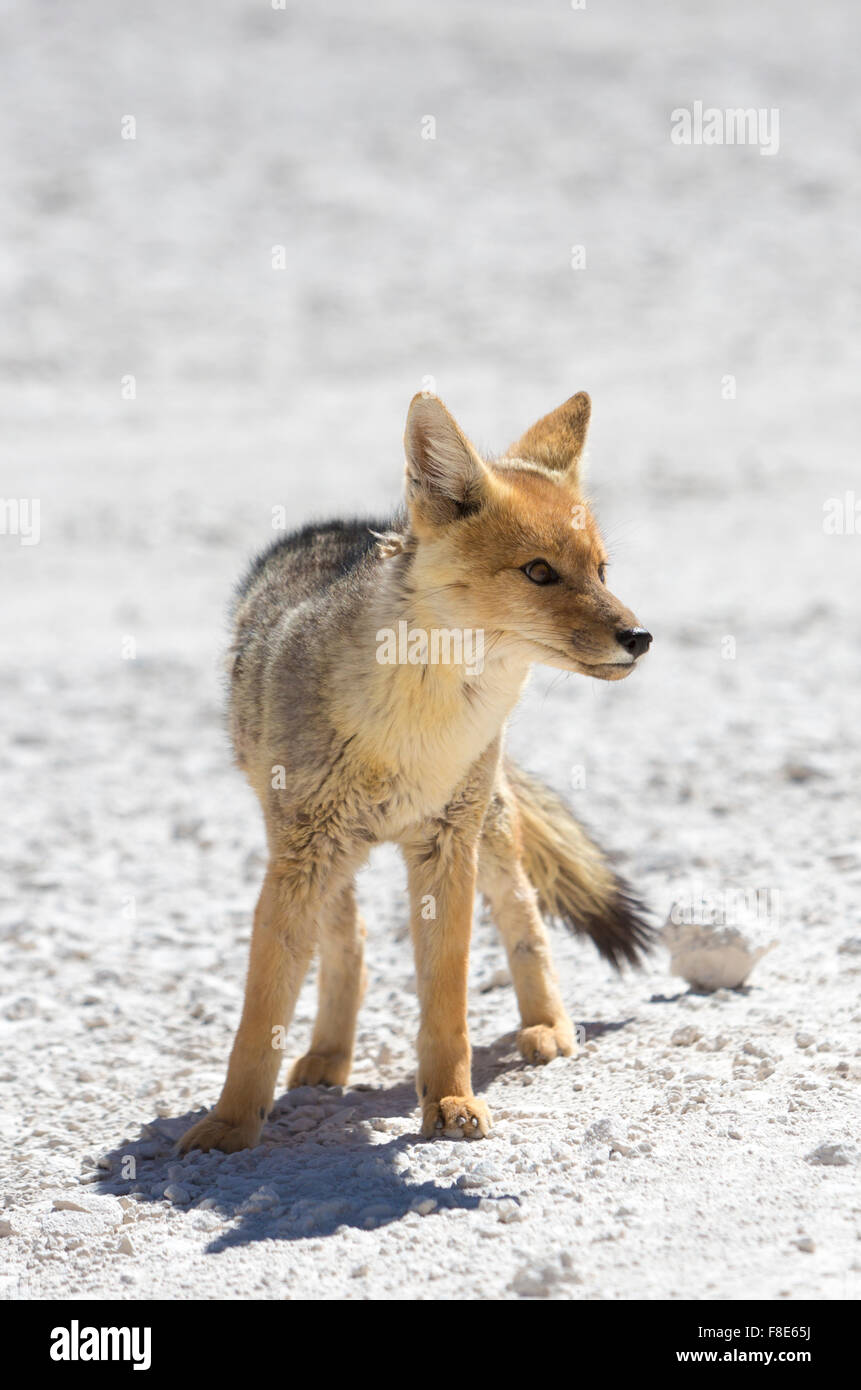 Fox andina fissando la telecamera durante il giorno nel deserto di Atacama, Bolivia Foto Stock