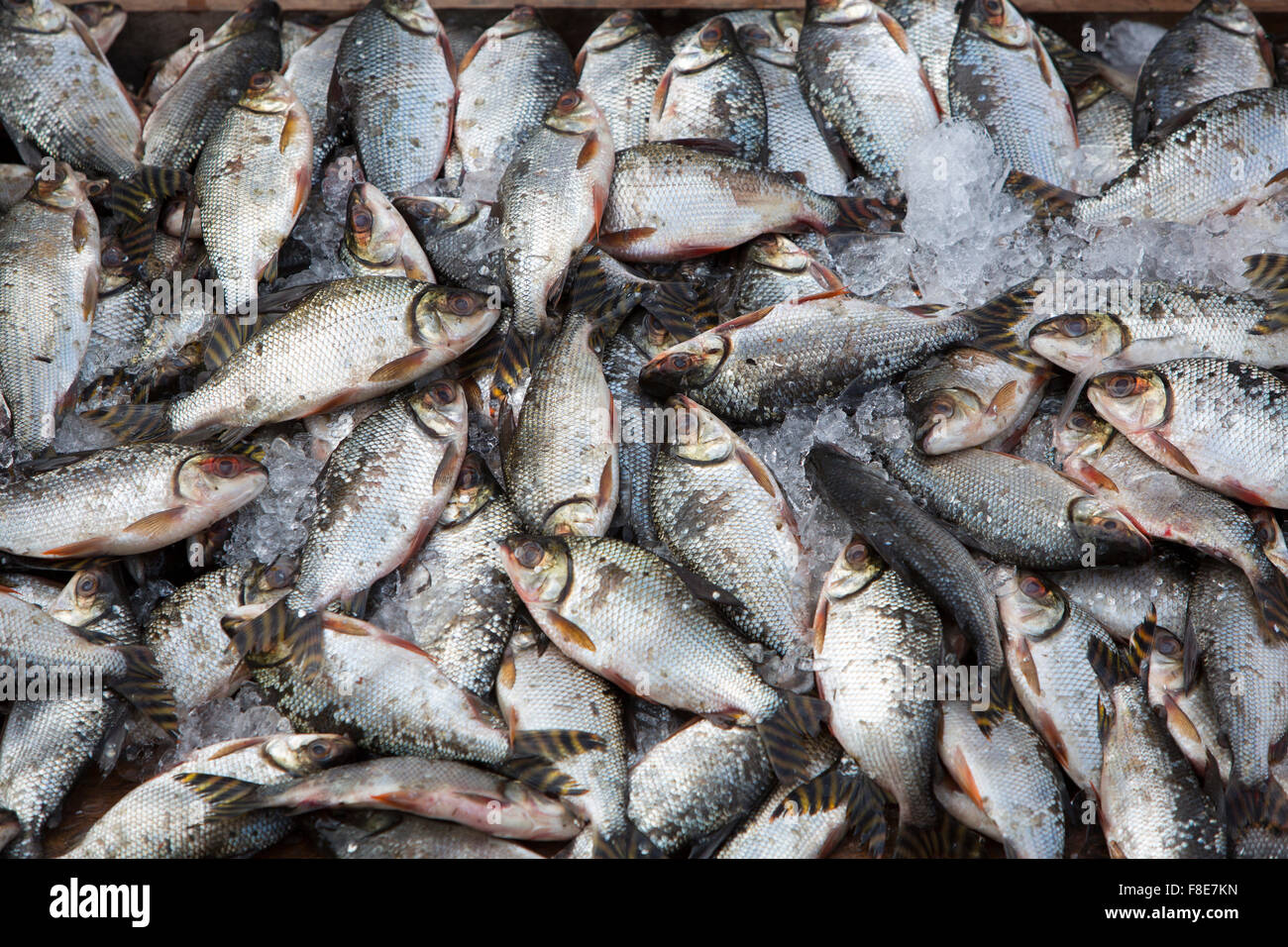 Sullo sfondo di un grande gruppo di pesce nella zona CIEM visto da sopra al mercato del pesce di Manaus, Brasile 2015 Foto Stock