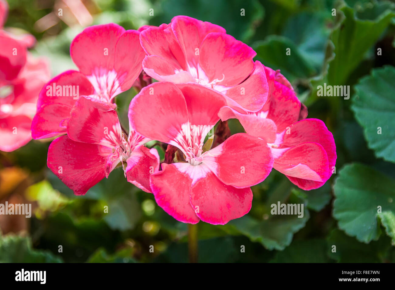 Ibisco rosa fiore (rosa-sinensis) Foto Stock