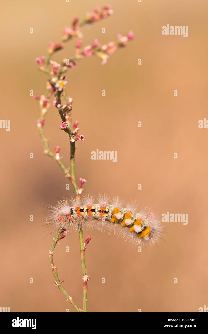 Caterpillar di tussock moth (Orgyia dubia). La Caterpillar, o larvale stadio di questa specie ha un aspetto distintivo del Foto Stock