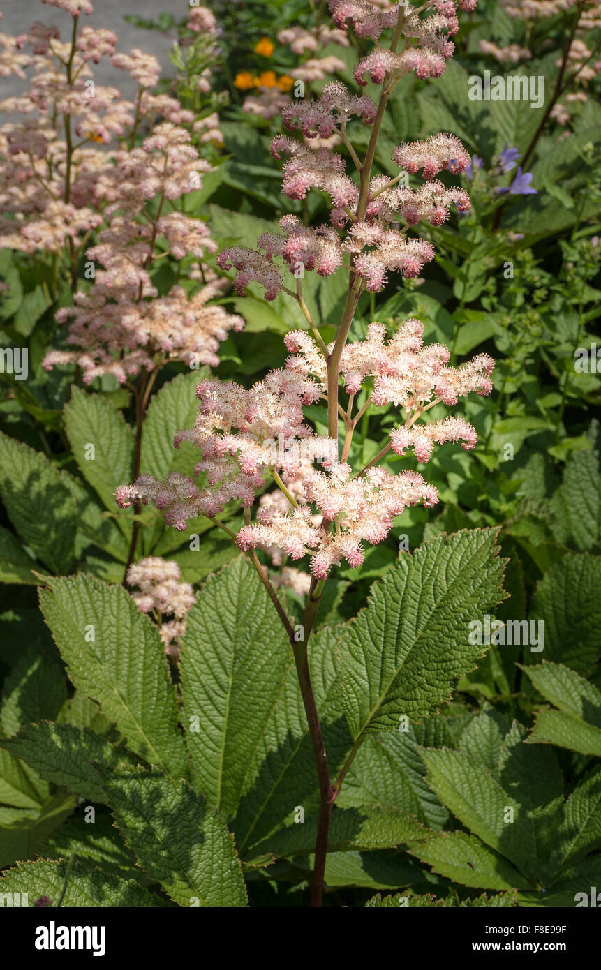 Rodgersia in fiore nel Regno Unito che mostra la struttura e il rosa pallido broccoli Foto Stock