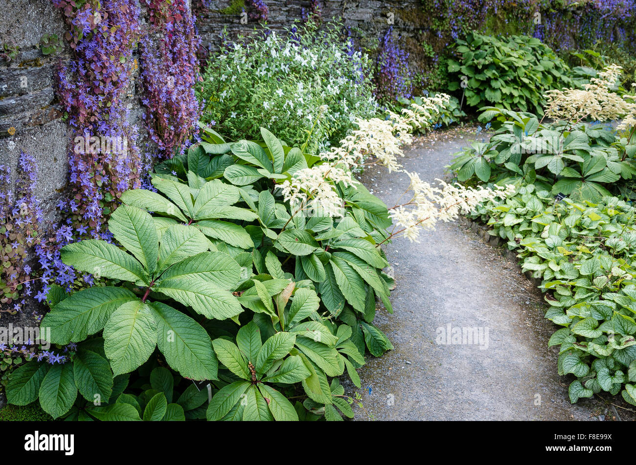 Linee Rodgersia un percorso murato in un giardino entro il Garden House nel Devon Regno Unito Foto Stock