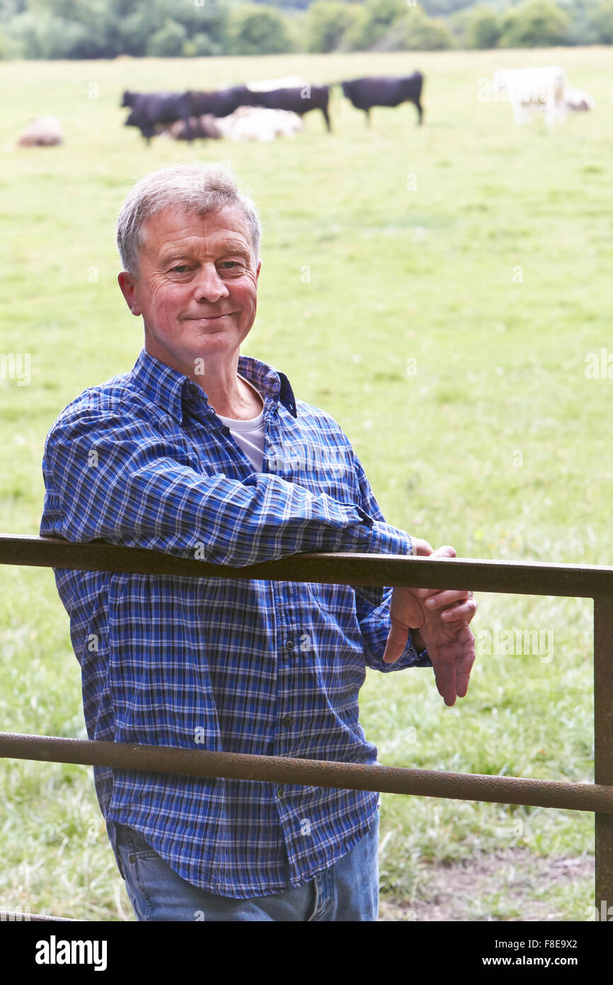 Agricoltore appoggiata sul Gate nel campo delle vacche Foto Stock