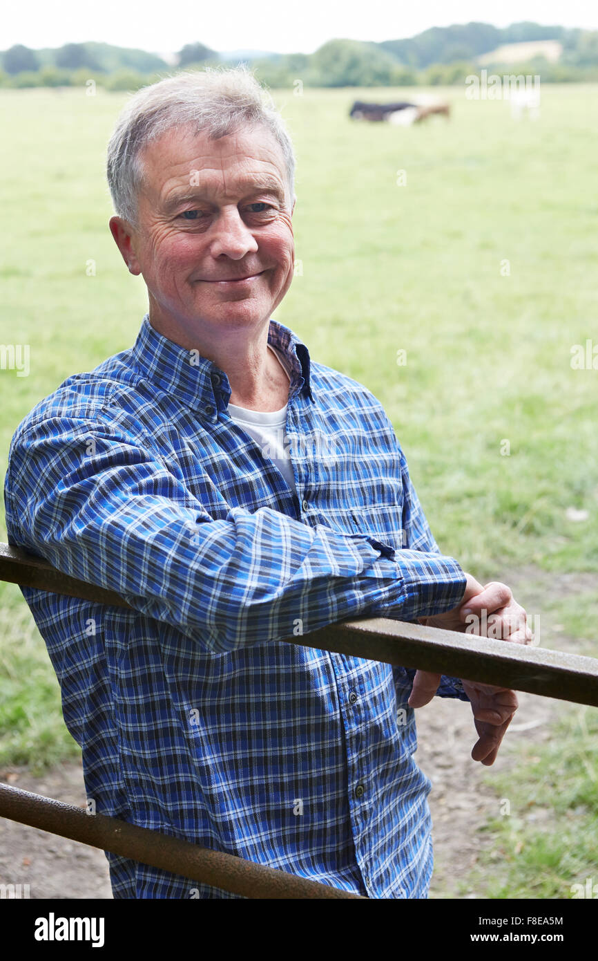 Agricoltore appoggiata sul Gate nel campo delle vacche Foto Stock