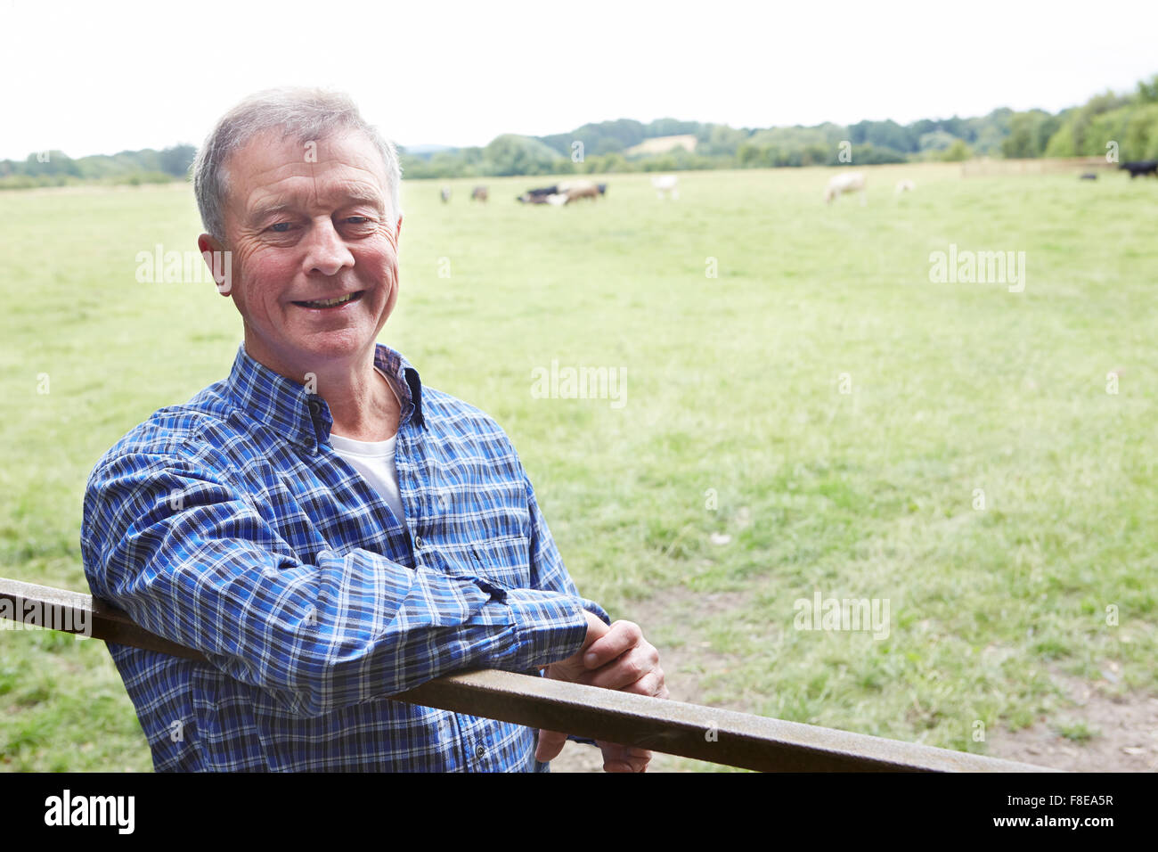 Agricoltore appoggiata sul Gate nel campo delle vacche Foto Stock