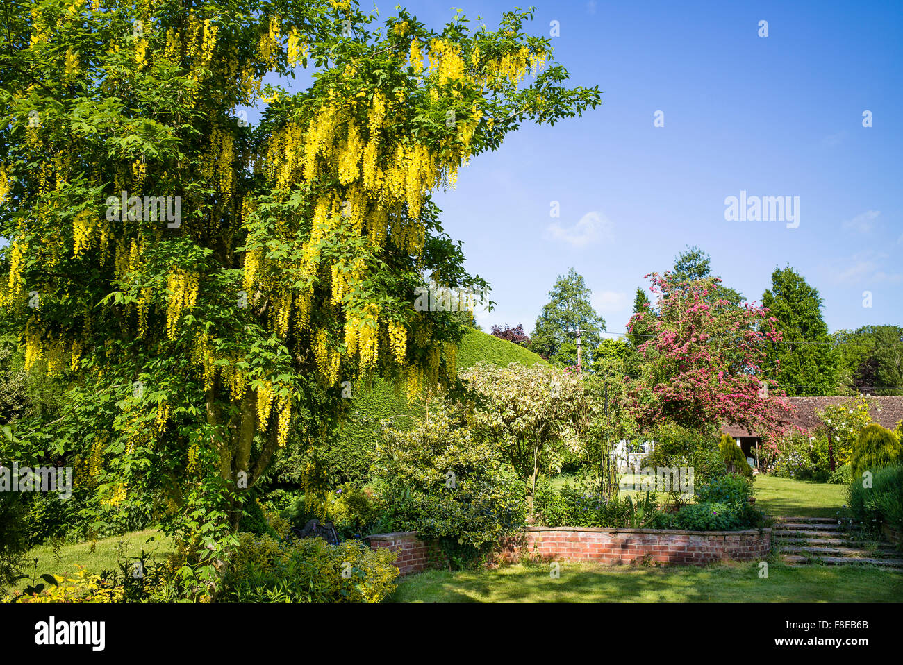 Fioritura il Maggiociondolo albero in un paese giardino inglese Foto Stock