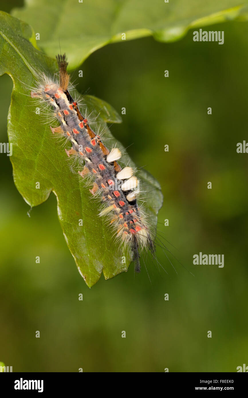 Vaporer moth, rusty tussock moth, Caterpillar, Schlehenspinner, Kleiner Bürstenspinner, Raupe, Orgyia antiqua, Orgyia recens Foto Stock