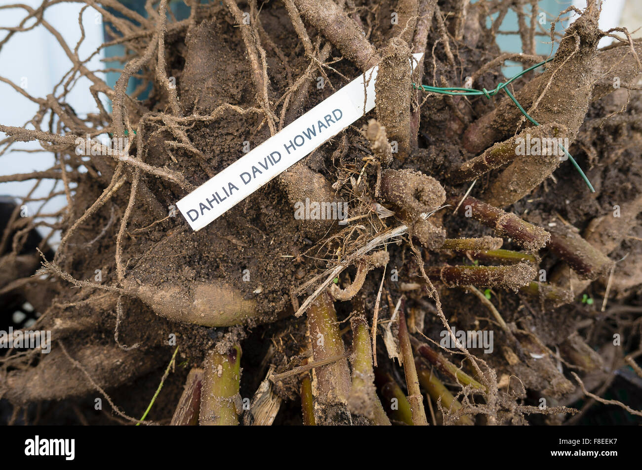 Dahlia David Howard tuberi sollevato e viene essiccata per lo stoccaggio invernale lontano dal gelo Foto Stock