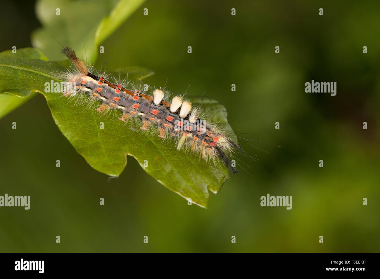 Vaporer moth, rusty tussock moth, Caterpillar, Schlehenspinner, Kleiner Bürstenspinner, Raupe, Orgyia antiqua, Orgyia recens Foto Stock