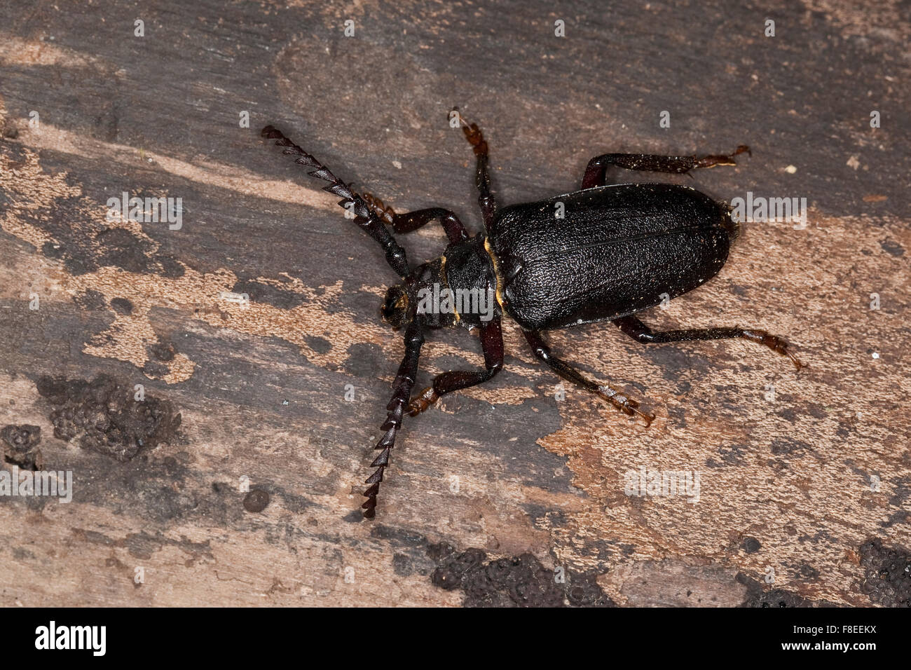 Tanner, Sawyer, prionus longhorn beetle, maschio, Sägebock, Gerberbock, Männchen, Prionus coriarius, Prione tanneur, Prione coriace Foto Stock