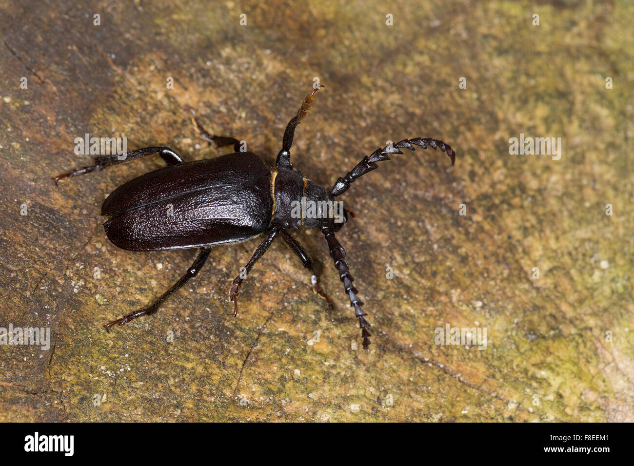 Tanner, Sawyer, prionus longhorn beetle, maschio, Sägebock, Gerberbock, Männchen, Prionus coriarius, Prione tanneur, Prione coriace Foto Stock