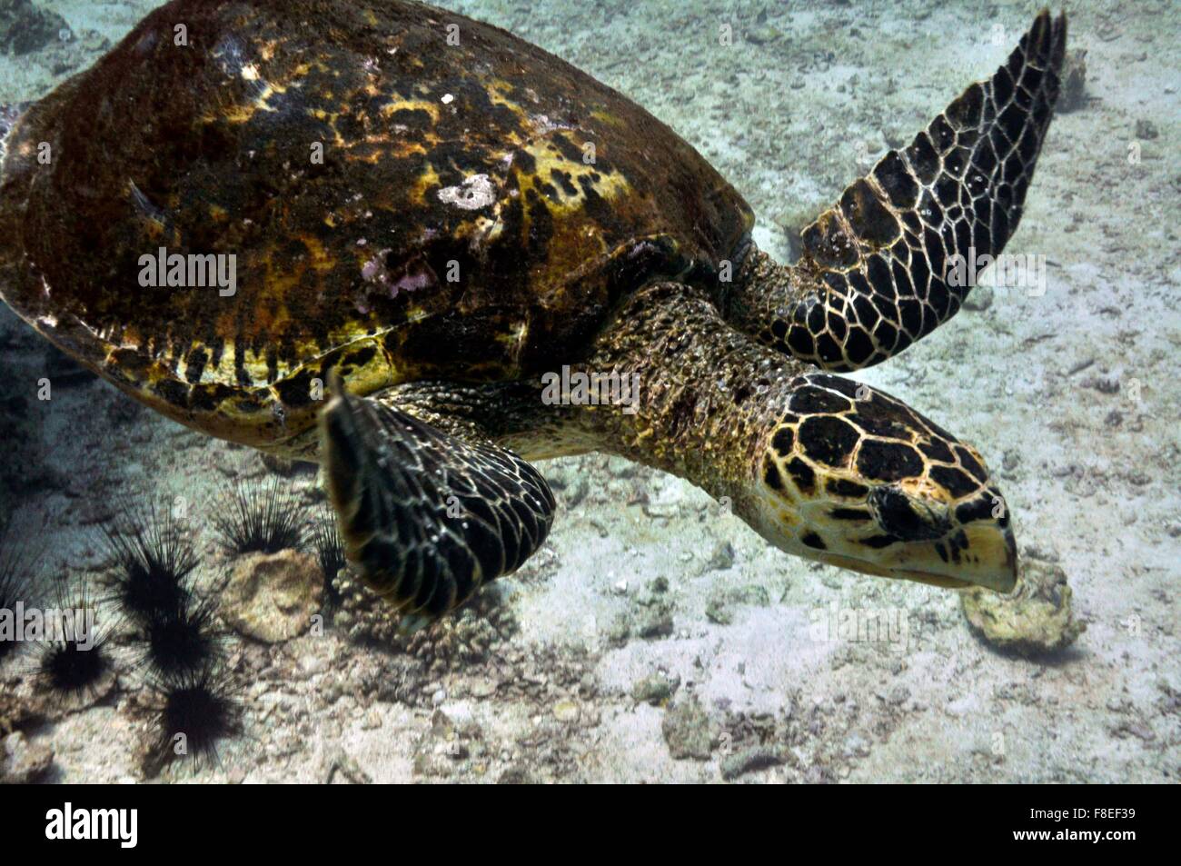 Hawksbill tartaruga di mare (Eretmochelys imbricata) fotografato in Seychelles Foto Stock