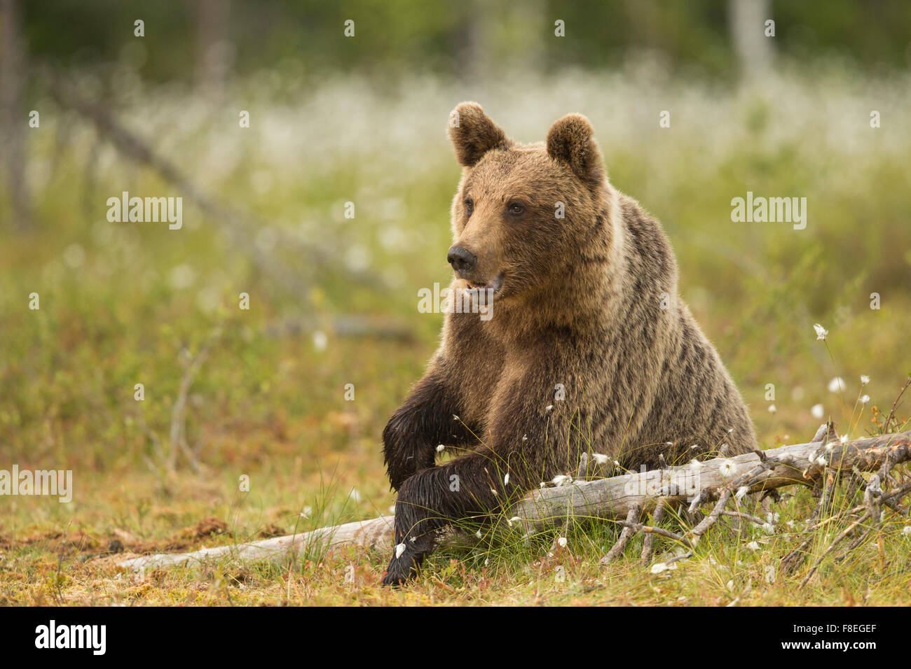 Unione l'orso bruno (Ursus arctos arctos) adulto, Finlandia. Foto Stock