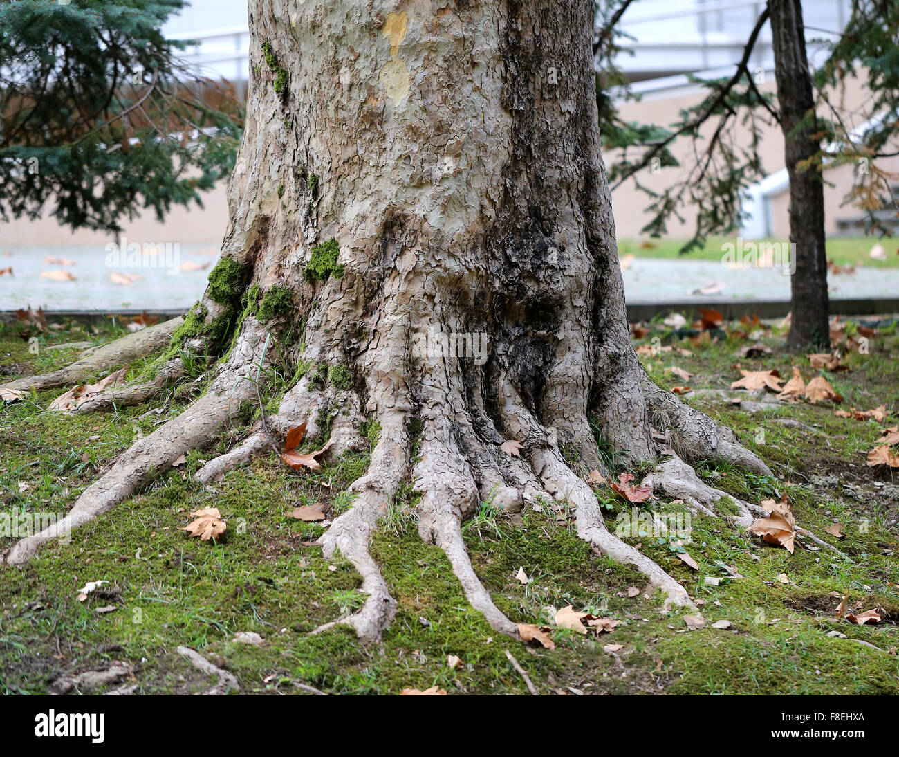 Belle le radici di un grande albero fotografato vicino fino Foto Stock