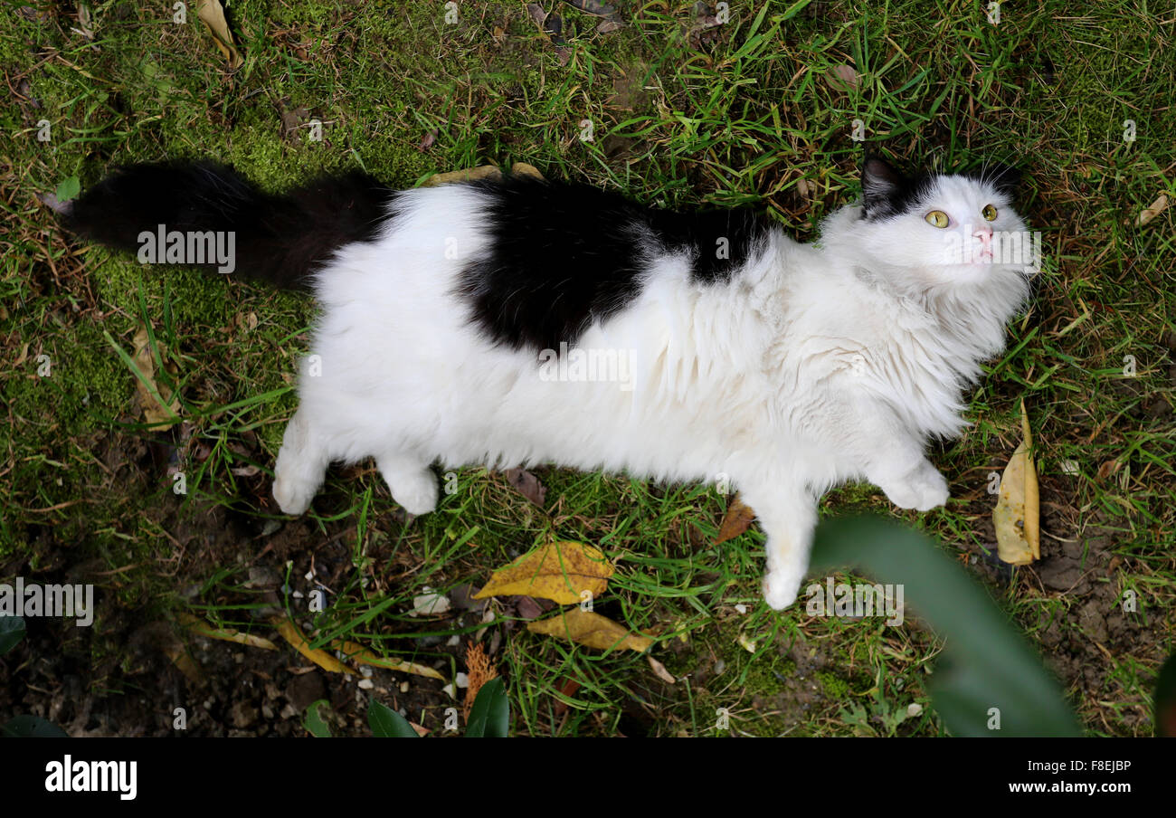 Bella bella gatto sembra grandi occhi rotondi Foto Stock