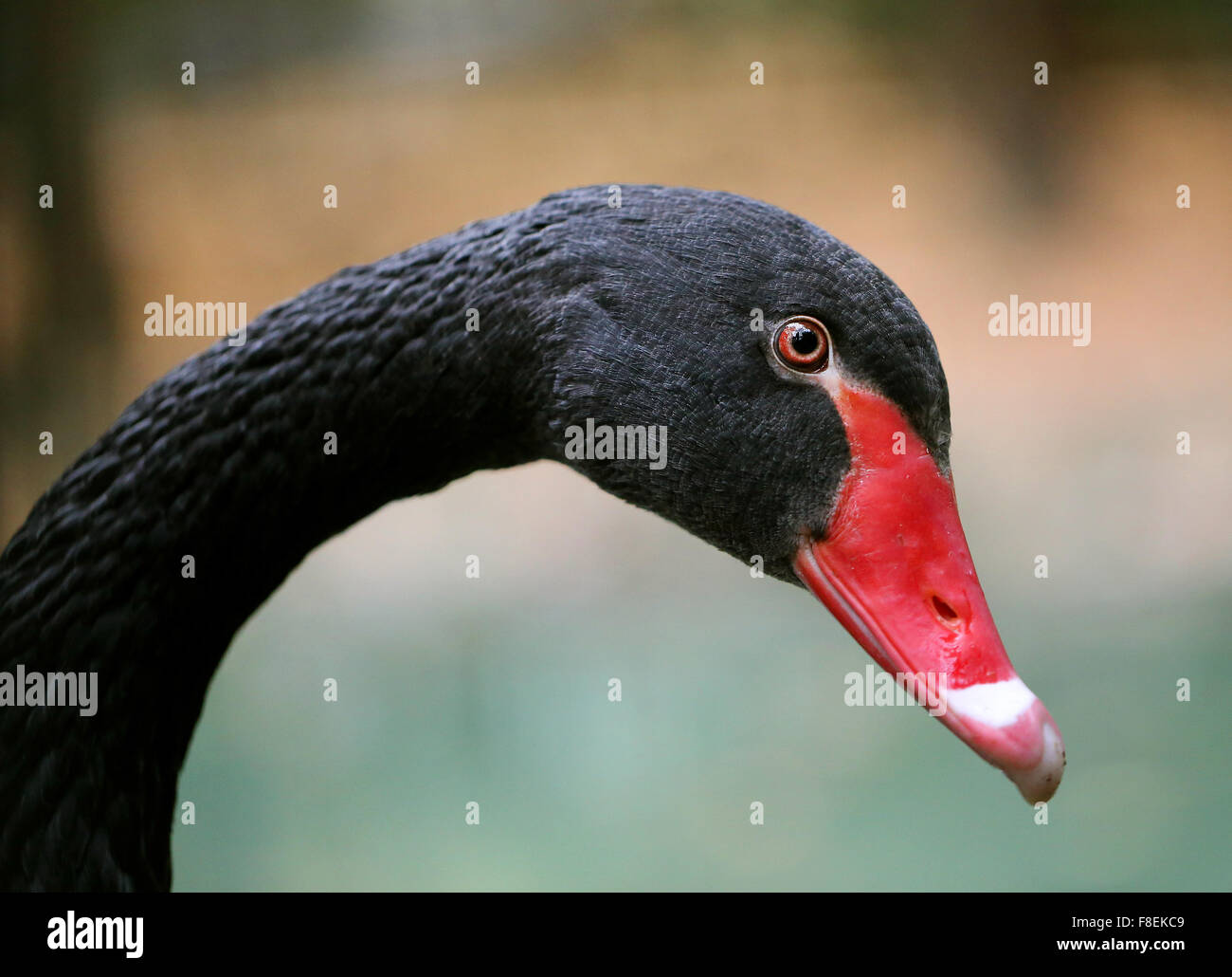 Ritratto di un bellissimo cigno nero fotografato vicino fino Foto Stock