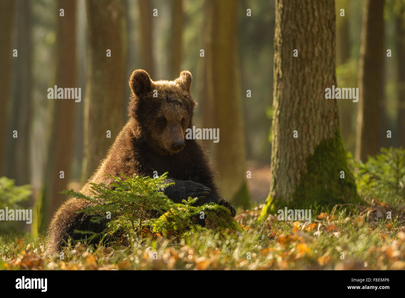 Divertente giovane Orso bruno europeo / Europäischer Braunbär ( Ursus arctos ) suona nella macchia dei legni di conifere, Europa. Foto Stock