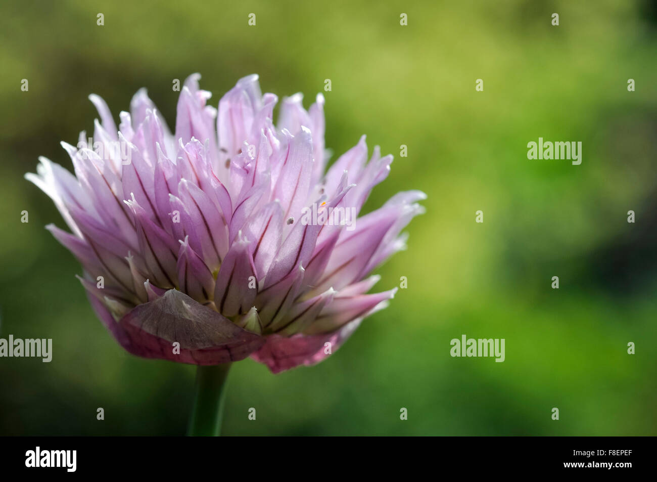 In prossimità della testa di fiore di una pianta di erba cipollina (Allium schoenoprasum) Foto Stock