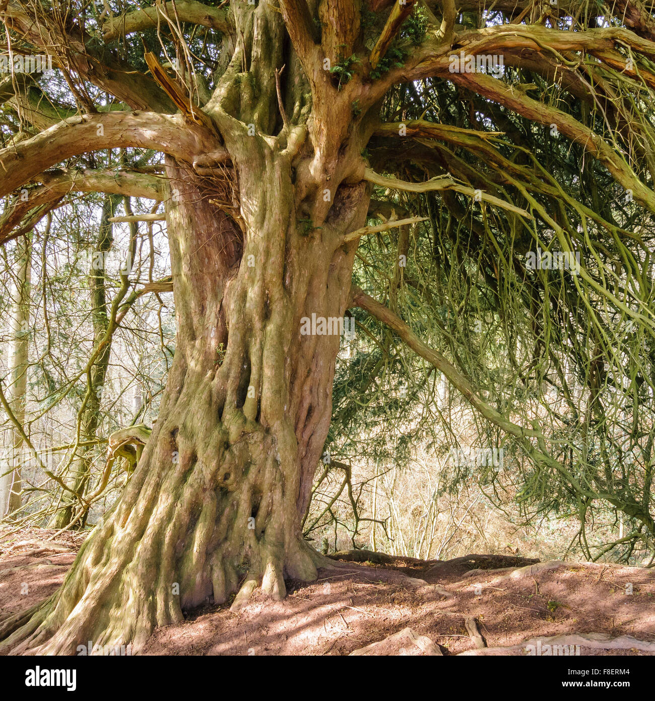 Yew Tree Credenhill in legno del parco Foto Stock