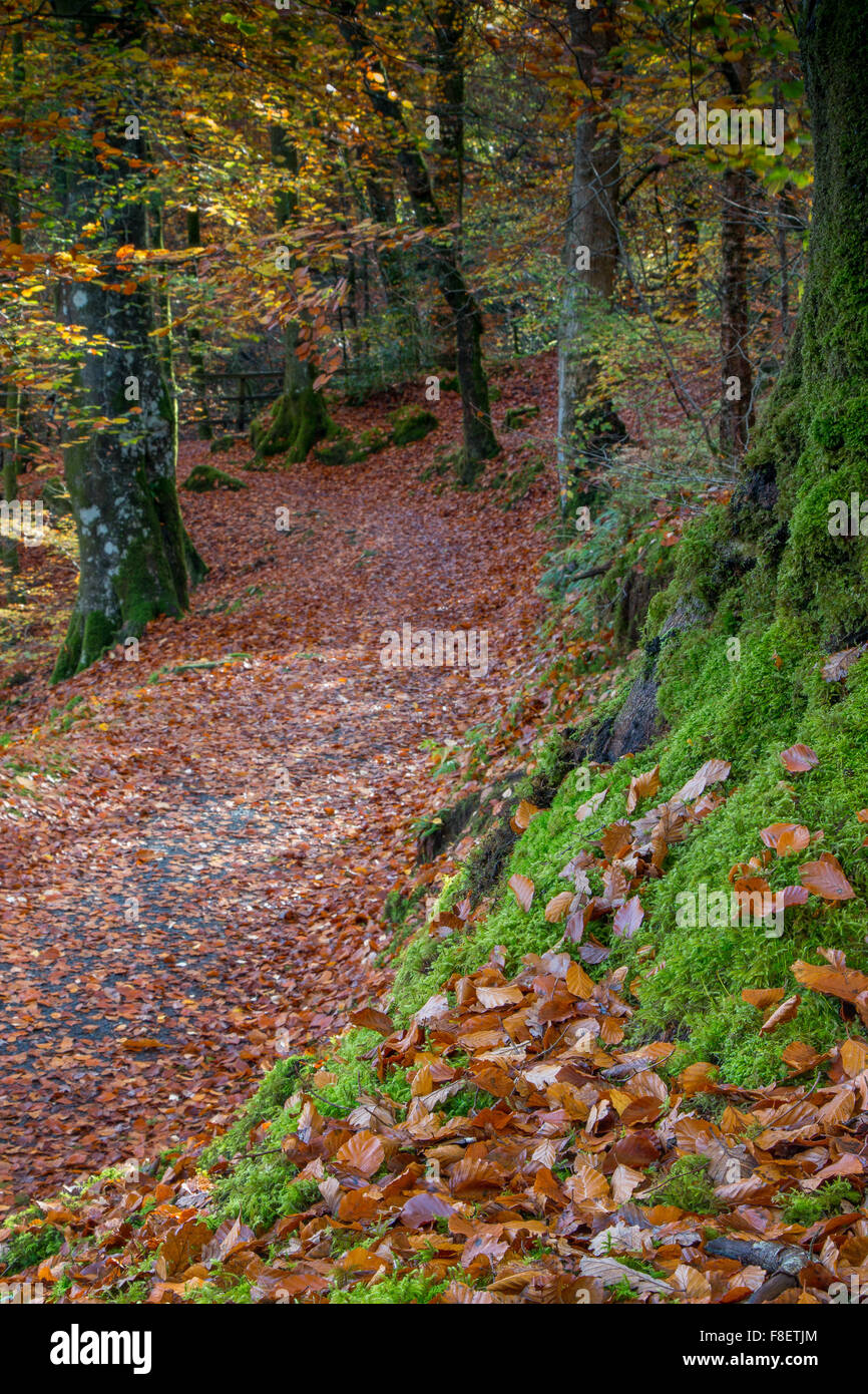 Il torrente a piedi in autunno, Snowdonia, Galles Foto Stock