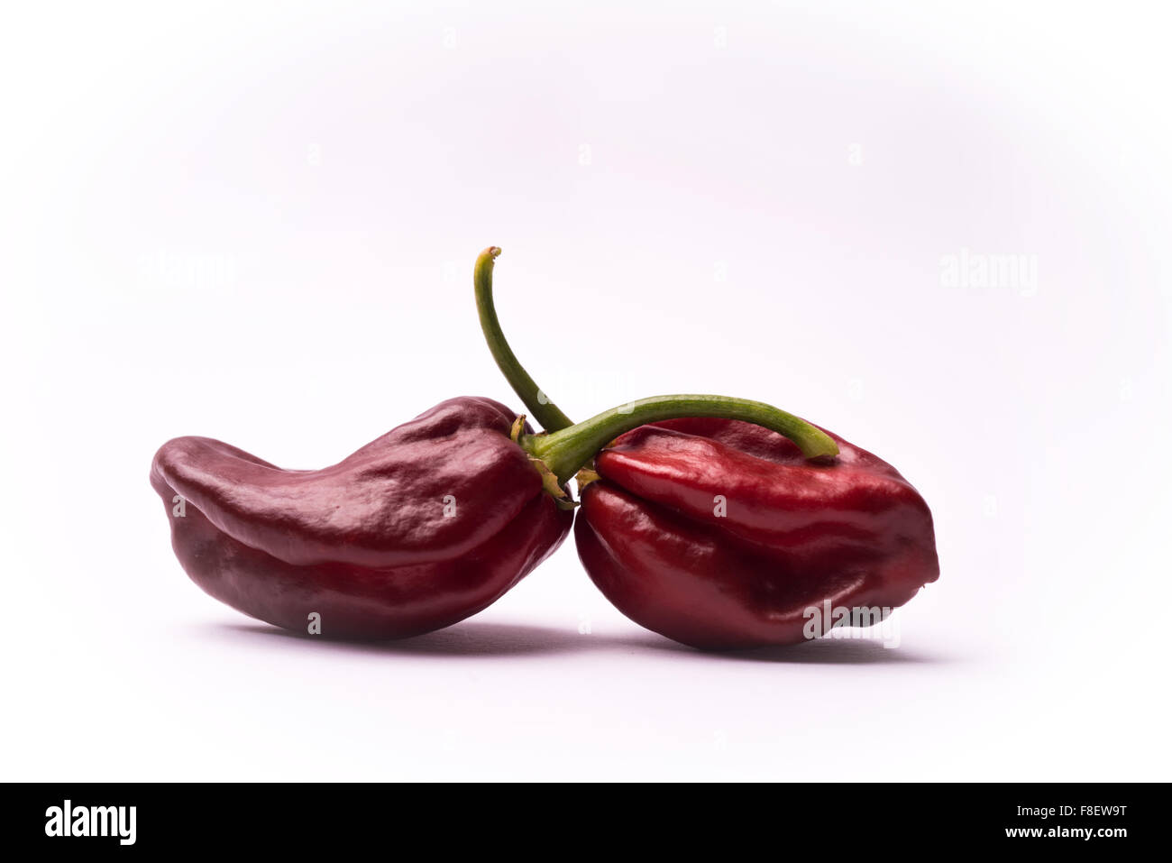 Peperoncino Habanero Chocolate Foto Stock