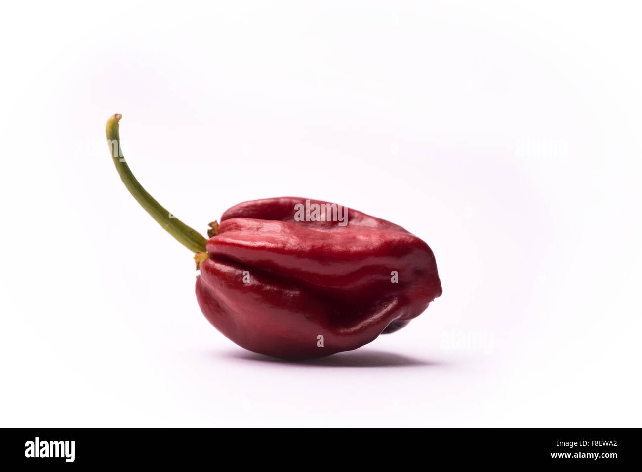 Peperoncino Habanero Chocolate Foto Stock