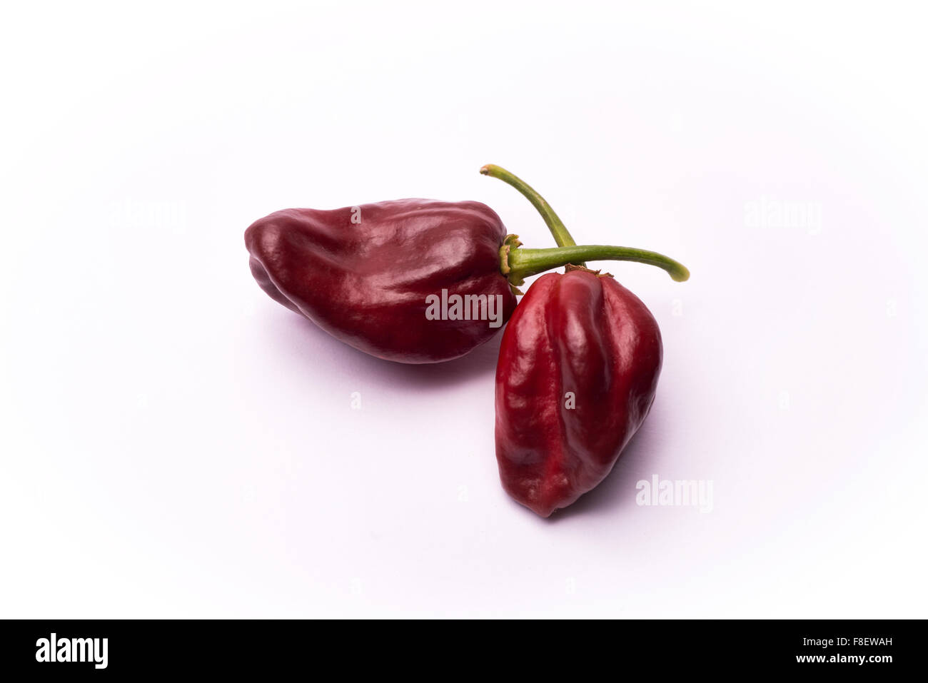 Peperoncino Habanero Chocolate Foto Stock