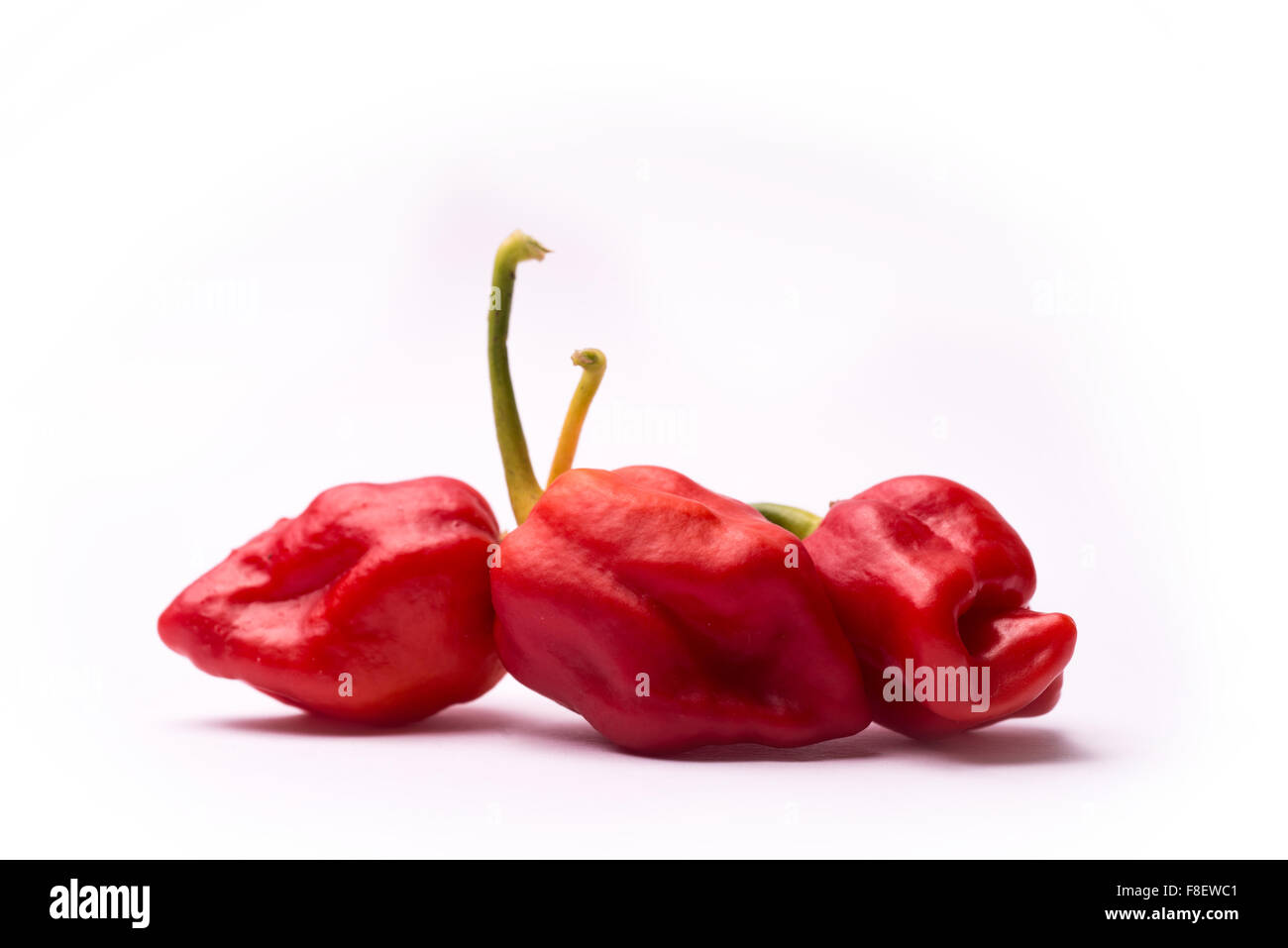 Peperoncino Trinidad Moruga Scorpion Foto Stock