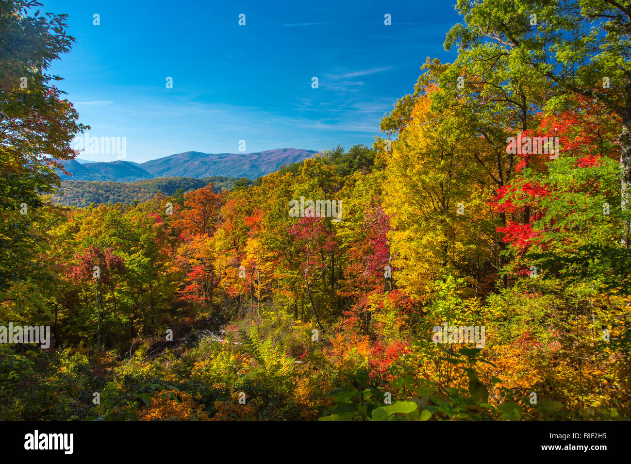 Autunno a colori sul Roaring Fork Motor Sentiero Natura nel Parco Nazionale di Great Smoky Mountains in Tennessee Foto Stock