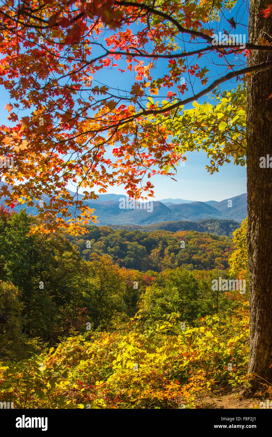 Autunno a colori sul Roaring Fork Motor Sentiero Natura nel Parco Nazionale di Great Smoky Mountains in Tennessee Foto Stock