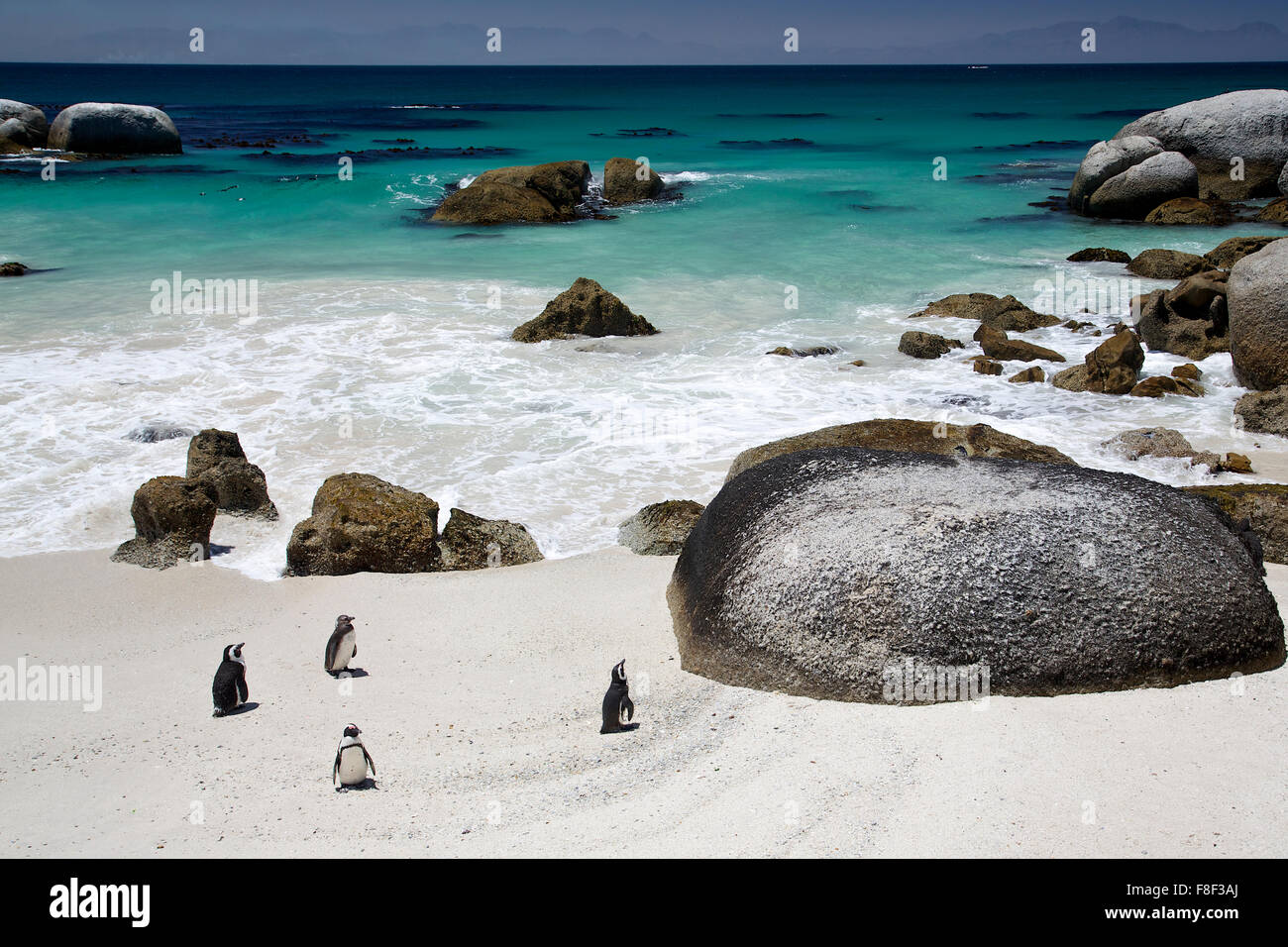 Quattro pinguini sulla spiaggia con vista oceano in background Foto Stock