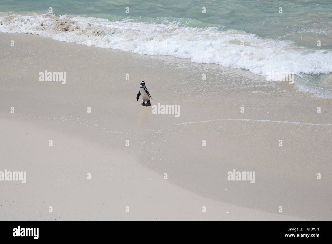 Un solitario pinguino africano baby passeggiate fuori dell'oceano Foto Stock