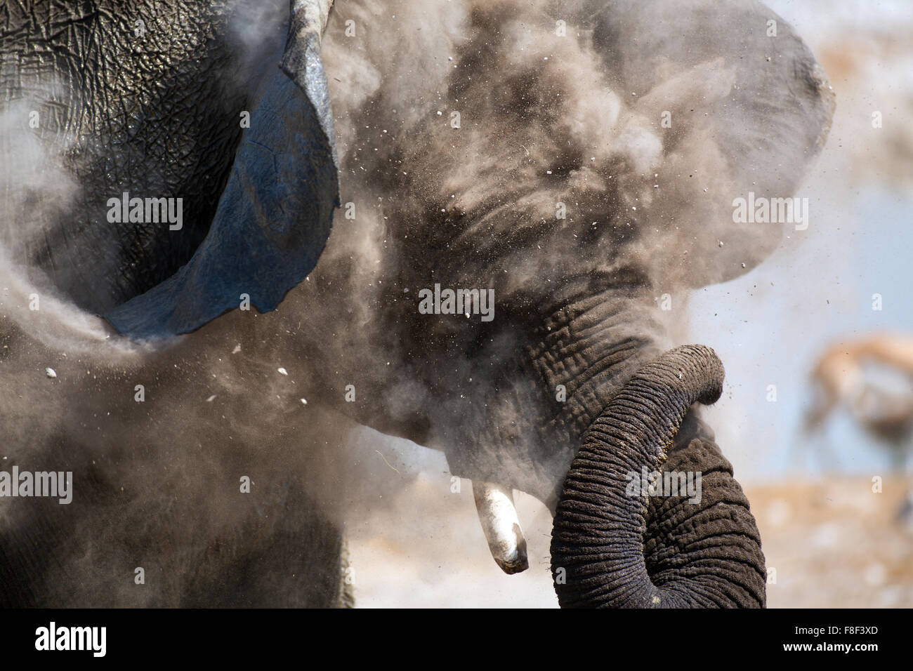 Elephant avente un bagno di polvere al Okaukuejo Waterhole, il Parco Nazionale di Etosha, Namibia Foto Stock